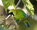 ����Ҷ��