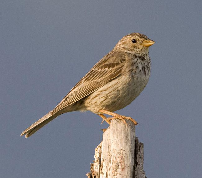 ���c��ͼƬ