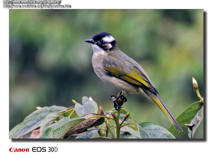 ��ͷ�ǵ�ͼƬ