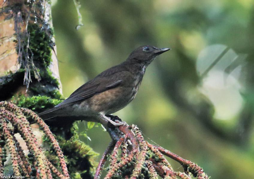 白臀鸫 白臀鸫的图片