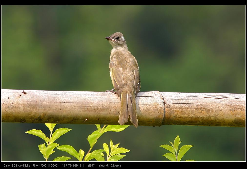 ��ͷ���ǳ���