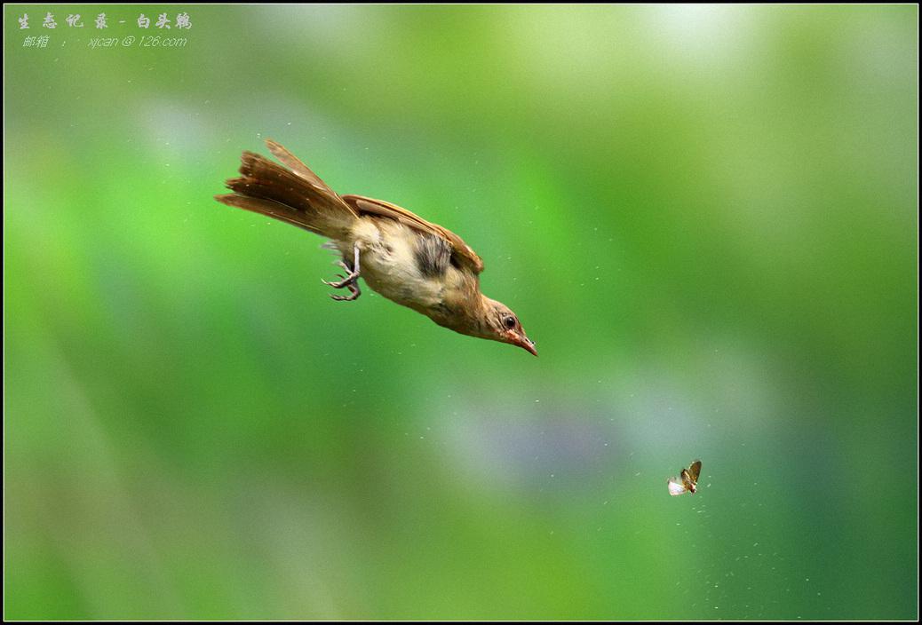 ��ͷ���ǳ���