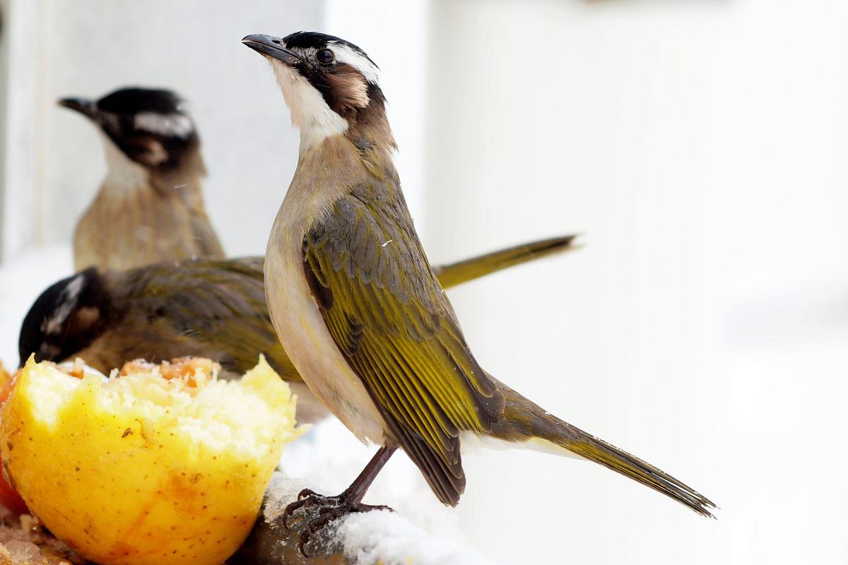 ��ͷ����ʳ��ʵ