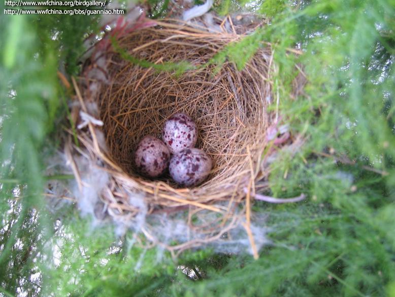 ��ͷ�ǵĳ�����