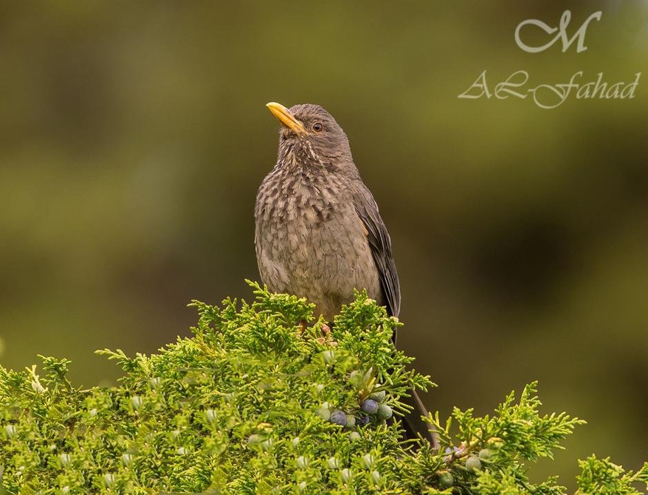 也门鸫 也门鸫的图片