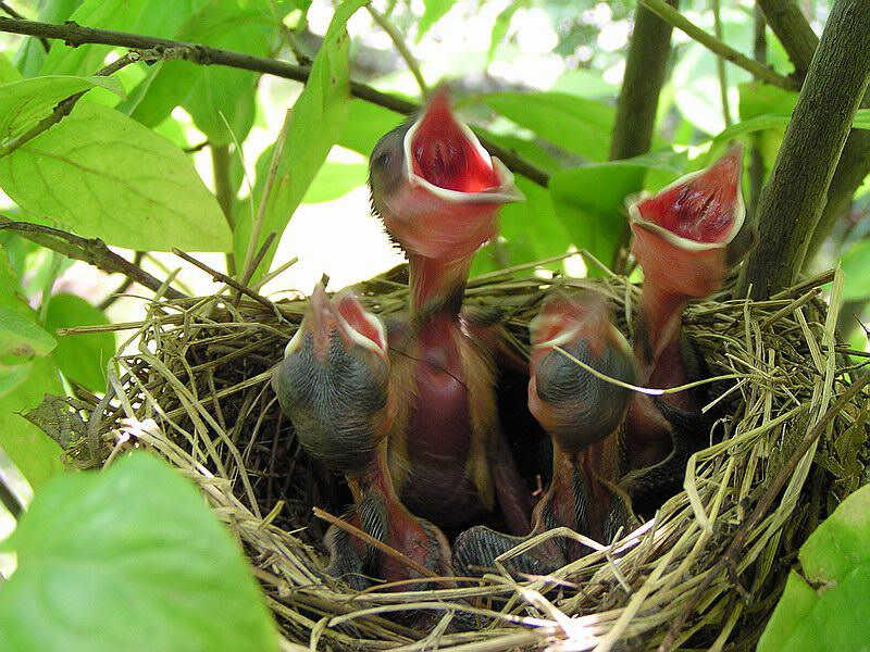 ��ͷ�ǳ���