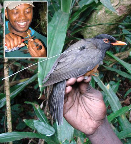 泰塔鸫 泰塔鸫的图片