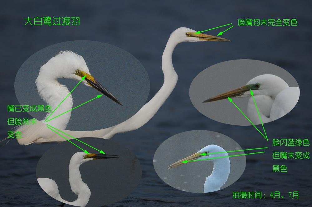 ����أ�������������¶Ƥ��������ɫ