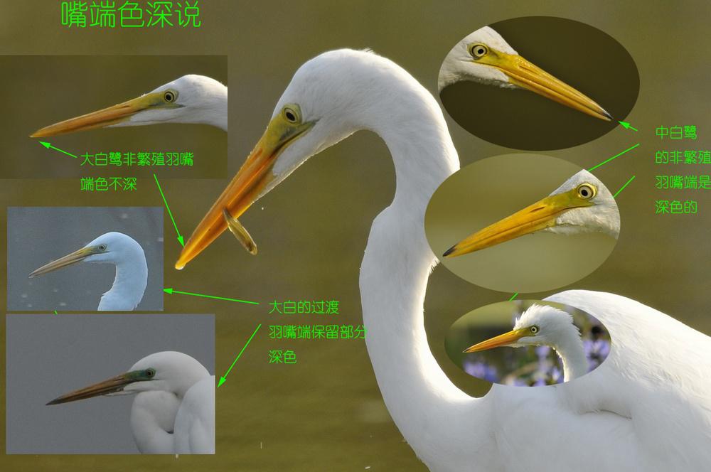 ����� vs �а��أ������ɫ