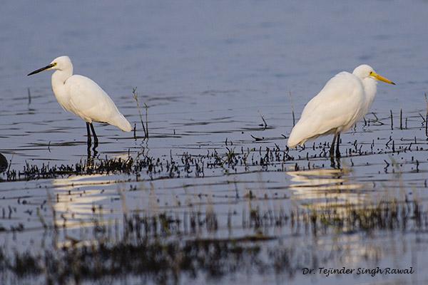 ��ΪС���أ���Ϊ�а��أ������ɫ��ͬ