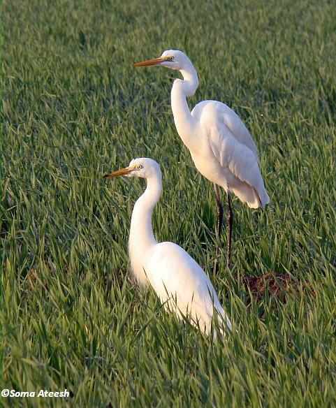 ��Ϊ�а��أ���Ϊ�����