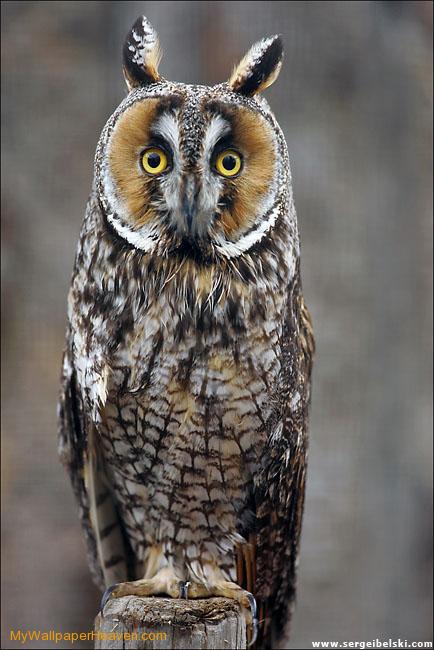 长耳鸮 长耳鸮的图片