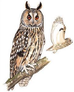 �����^����̬����ͼ