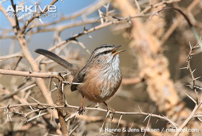 纹鹪莺 纹鹪莺的图片