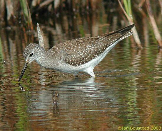 С�ƽ��֣��ǳ�������Ӣ����