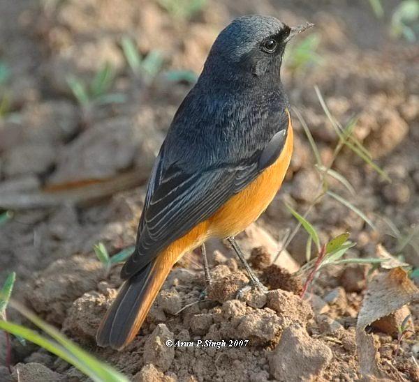 ����β𶣺����