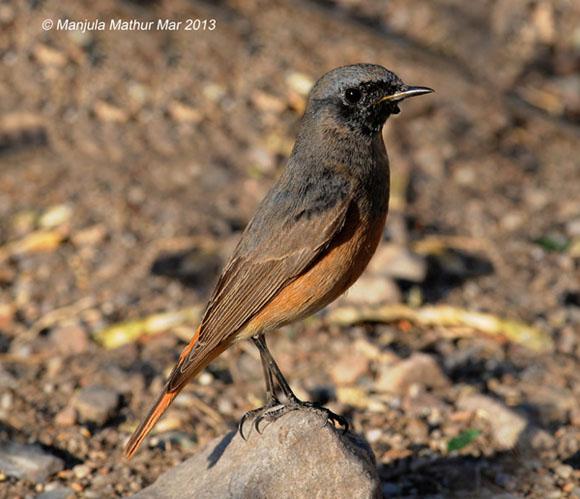 ����β𶣺�����ǳ���