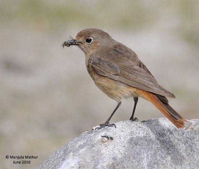 ����β𶣺����