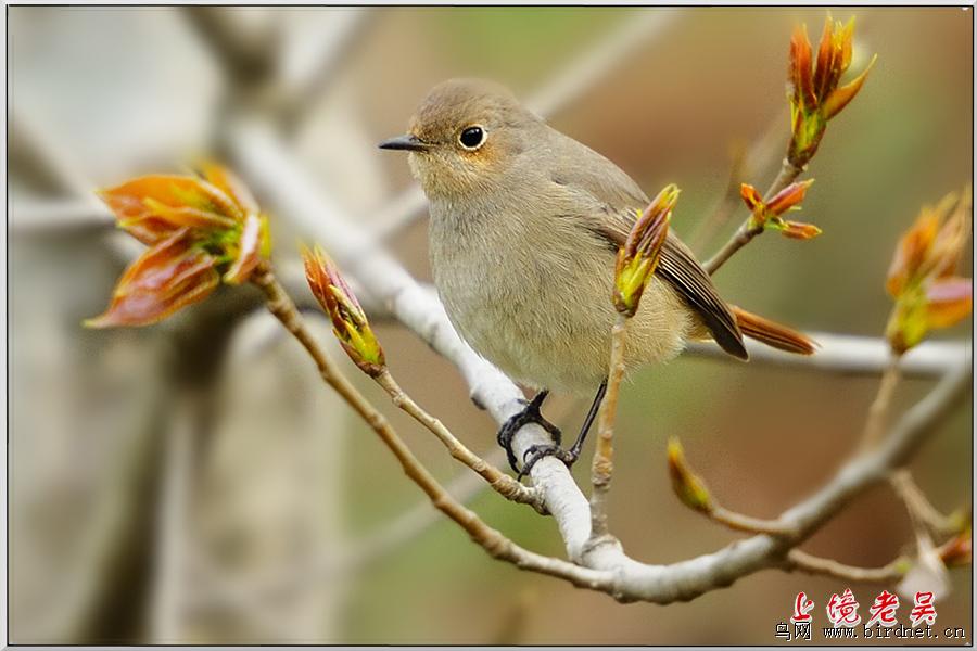 ����β𶣺������Ӱ�Ͼ����⣩