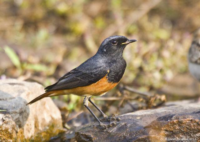 ����β𶣺����