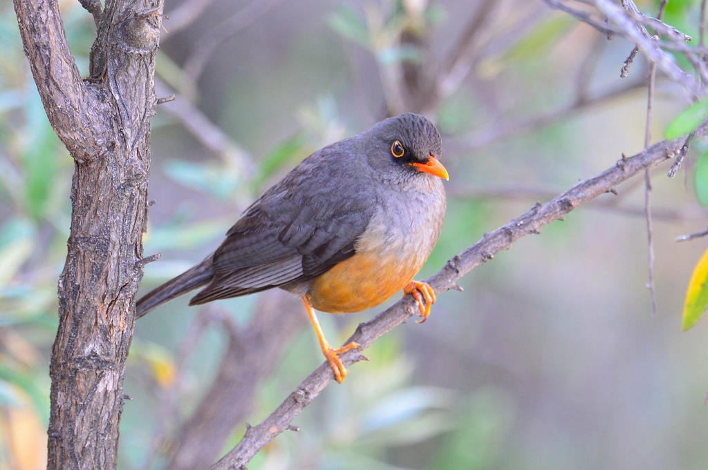 ���ڿ�����