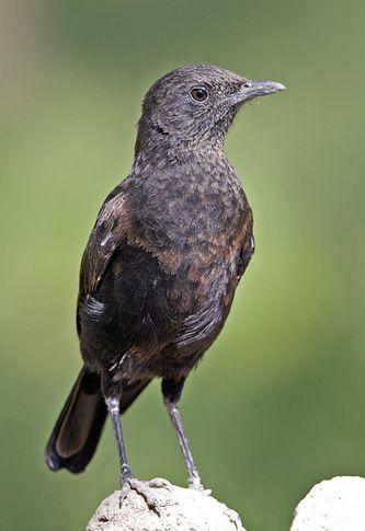 ���S��ͼƬ