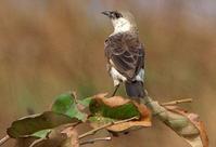 刚果蚁鵖 刚果蚁鵖的图片