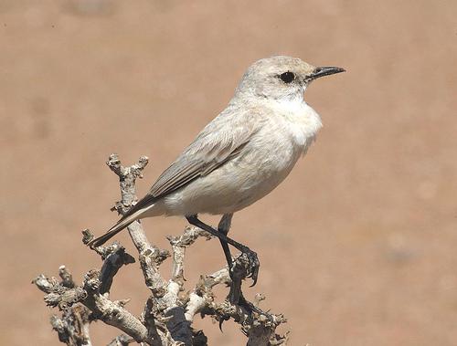 特拉岩鵖 特拉岩鵖