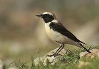 �����S��ͼƬ