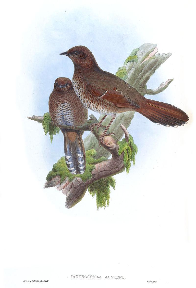 �ֶ����̣���̬����ͼ