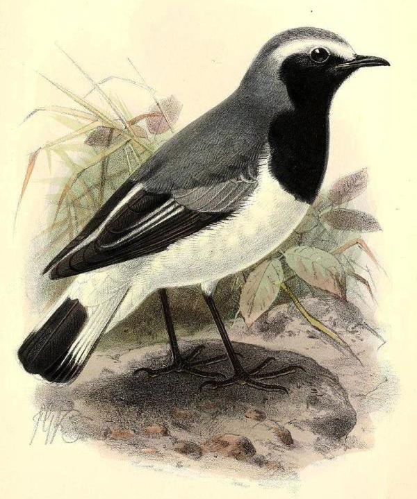 �������S��ͼƬ