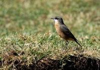 休氏鵖 休氏鵖的图片