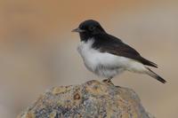 休姆氏鵖 休姆氏鵖的图片