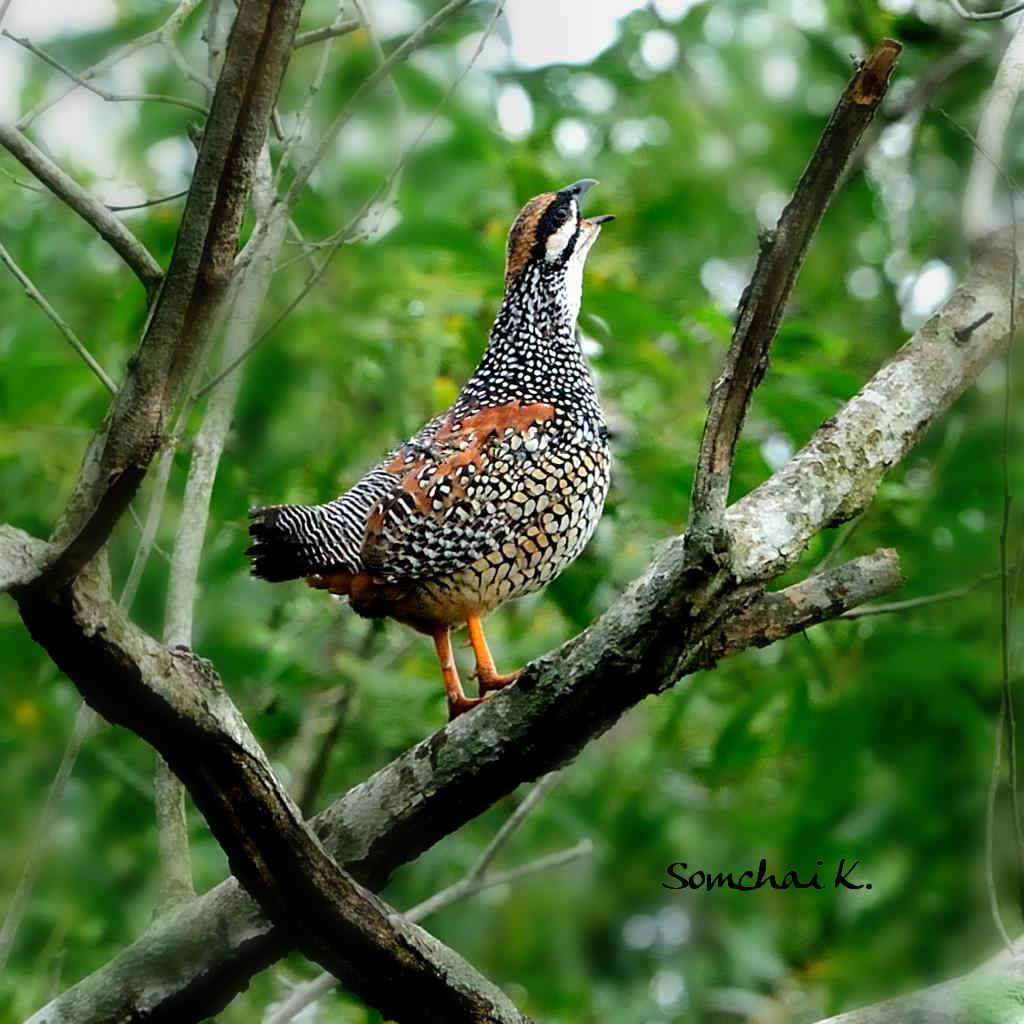 �������ͼƬ