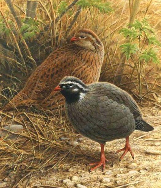 ϲ����������