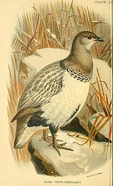 ����̩ѩ��