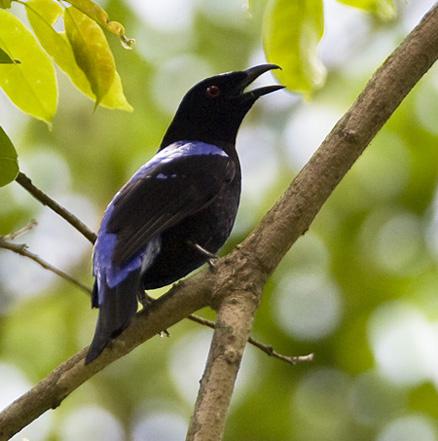 ��ƽ������