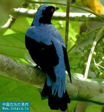 ��ƽ������