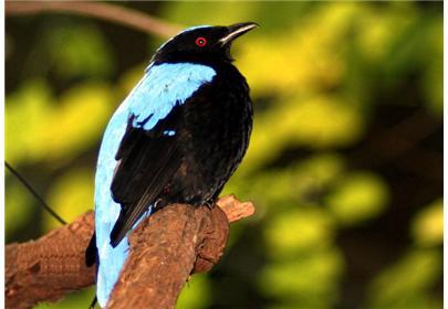 ��ƽ������