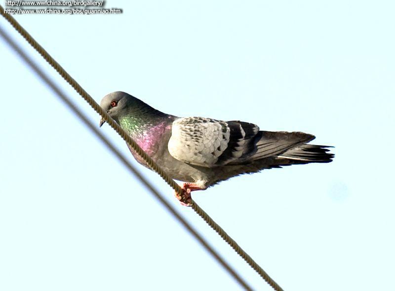 ԭ�룬�����½�