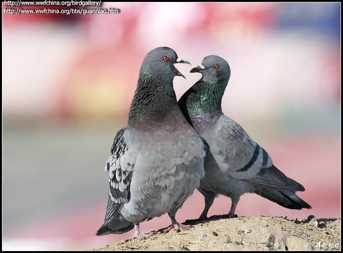 ԭ�룬�����½�