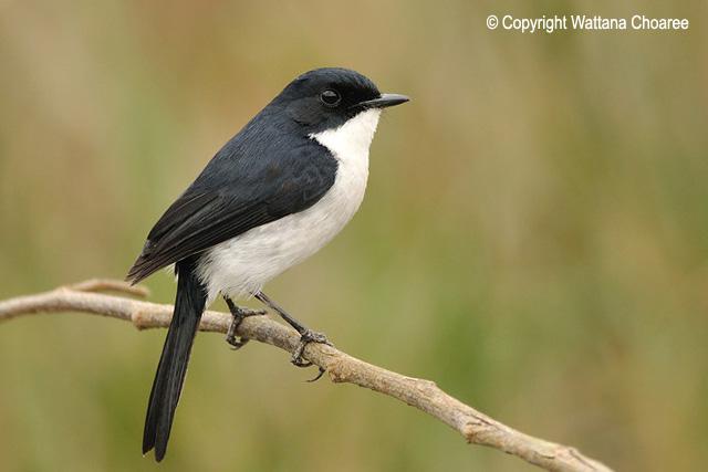 �ڰ����S��ͼƬ