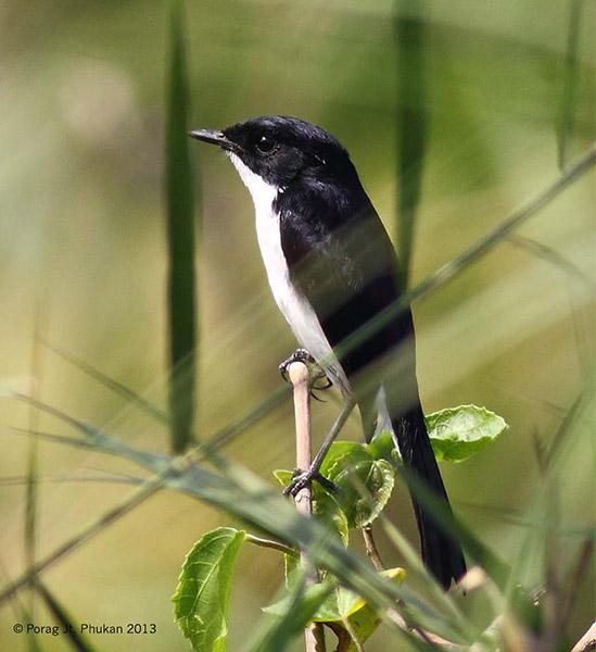 �ڰ����S������