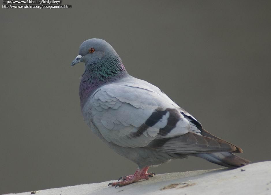 ԭ�룬�����½�