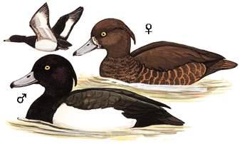 ��ͷǱѼ����̬����ͼ