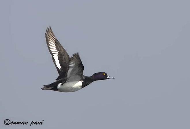 ��ͷǱѼ���������ͼ