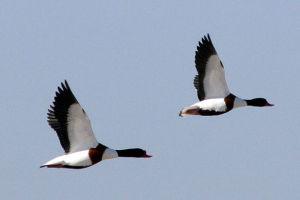 ��ͷǱѼ������ͼ