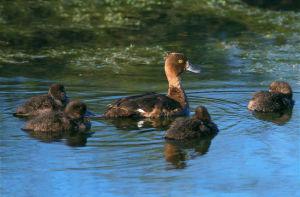 ��ͷǱѼ����������