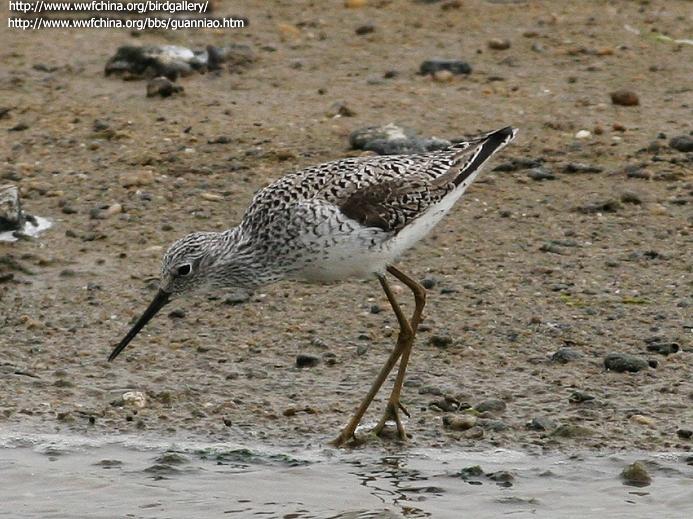 ���֣���ֳ��