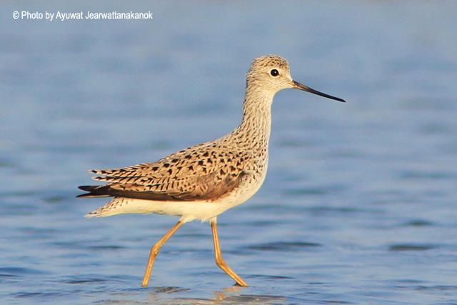 ���֣���ֳ��